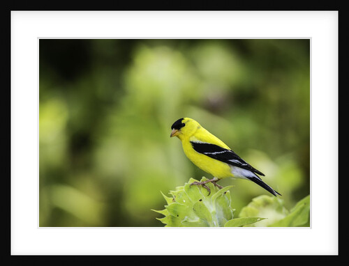 American Goldfinch by Anonymous