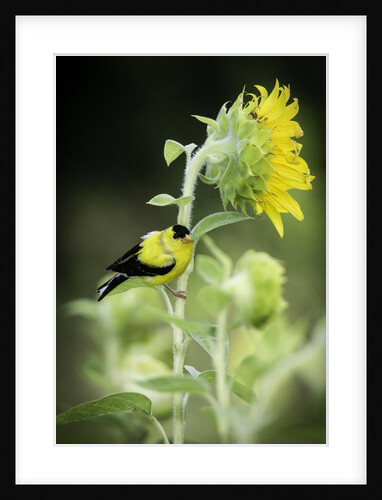American Goldfinch by Anonymous
