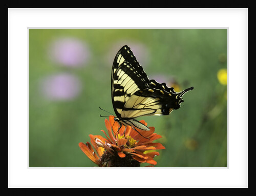 Swallow-tailed Burtterfly by Anonymous