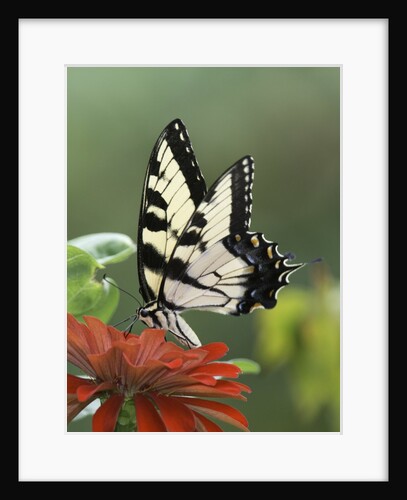 Swallow-tailed Burtterfly by Anonymous