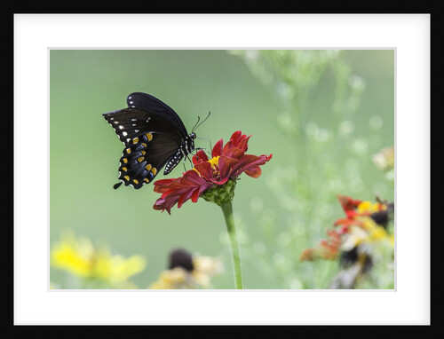 Swallow-tailed Butterfly by Anonymous