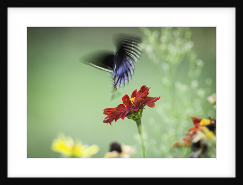 Swallow-tailed Butterfly by Anonymous
