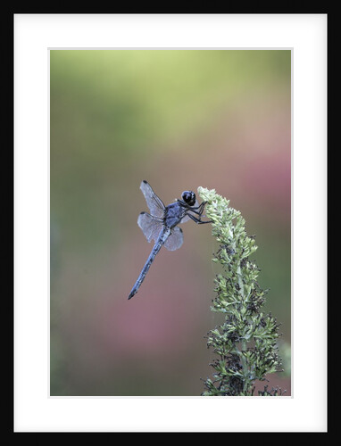 Dragonfly by Anonymous