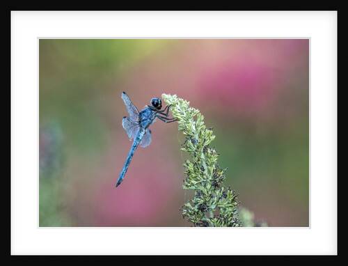 Dragonfly by Anonymous