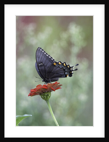 Swallow-tailed Burtterfly by Anonymous