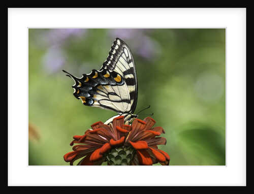 Swallow-tailed Burtterfly by Anonymous