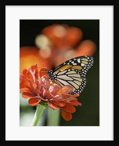 Monark Butterfly by Anonymous