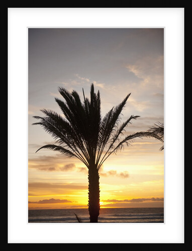 Palm tree along sea promenade, Playa de las Americas, Tenerife, Canary Islands, Spain by Anonymous