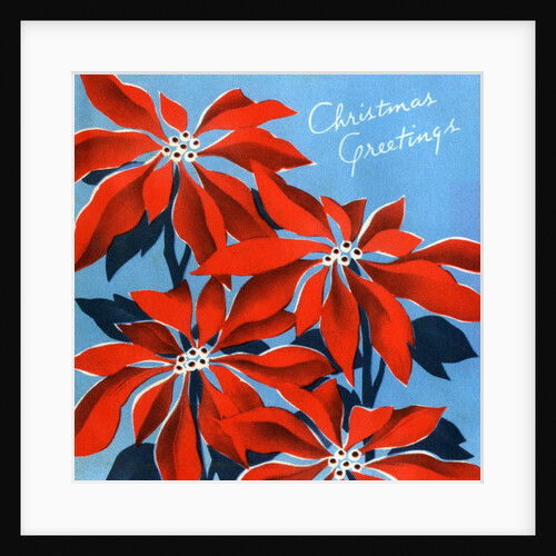 Vintage Illustration of Christmas Poinsettias by Anonymous