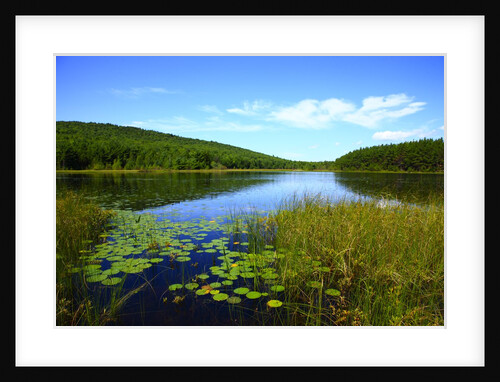 View of lake, cadia National Park, Maine, USA by Anonymous