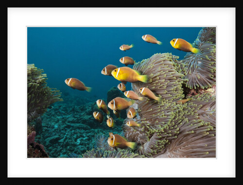 School of endemic Maldives Anemonefish by Anonymous