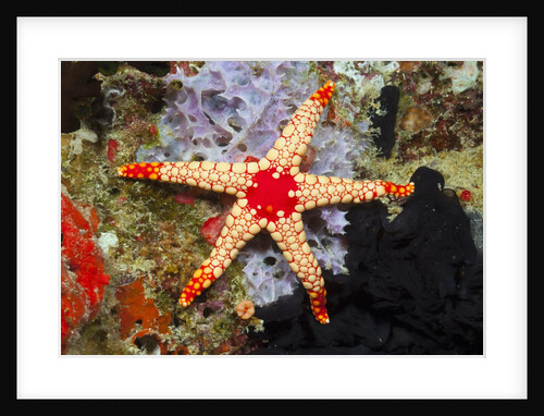 Red Mesh Starfish by Anonymous