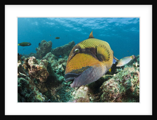 Moustache Triggerfish by Anonymous