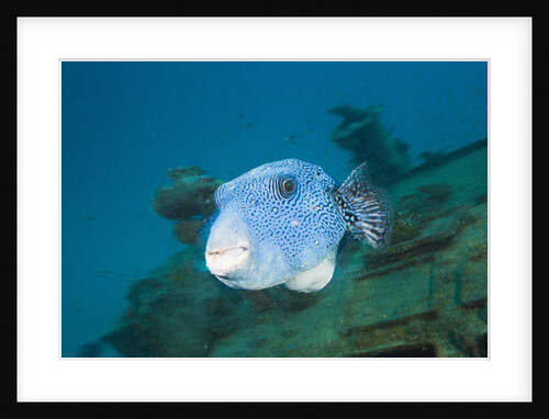 Starry Puffer over Maldive Victory Wreck by Anonymous