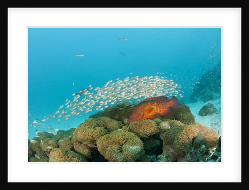 Schoolof Pygmy Sweepers and a Coral Grouper by Anonymous