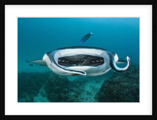 Manta Ray filter feeding over a Cleaning Station by Anonymous