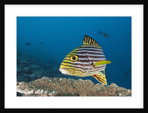 Oriental Sweetlips by Anonymous