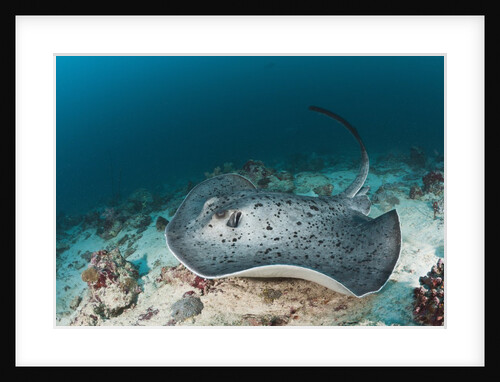 Black-spotted Stingray by Anonymous