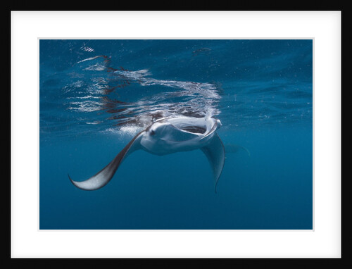Manta Ray filter feeding by Anonymous