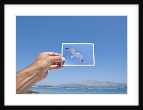 Hand holding photograph depicting seagull, Lumbarda, Korcula island, Croatia by Anonymous