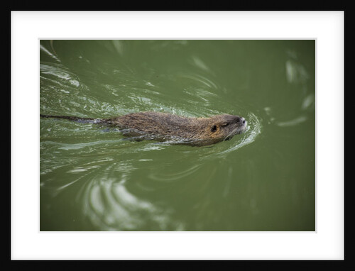 Muskrats in Jordan River by Anonymous