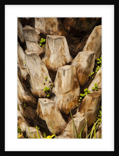 Palm Tree Bark by Anonymous