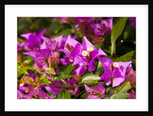 Bougainvillea Flowers by Anonymous