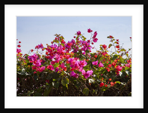 Bougainvillea Flowers by Anonymous