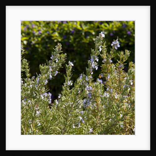 Flowering Sage Bush by Anonymous