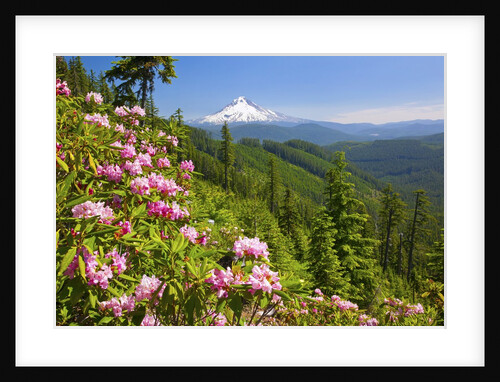 Mt. Hood National Forest by Anonymous