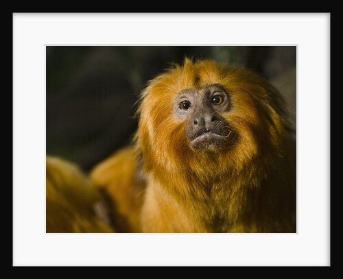 Golden lion tamarin (Leontopithecus rosalia) by Anonymous