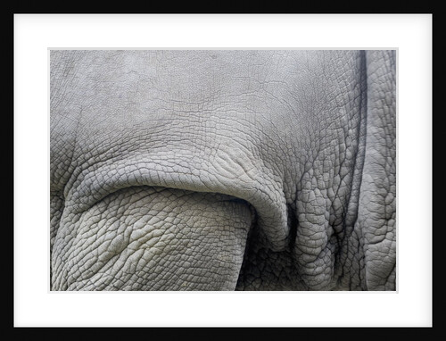 Detail, skin & shoulder of white rhinoceros (Ceratotherium simum) by Anonymous