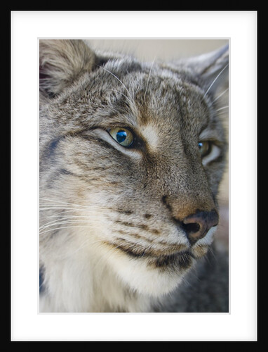 Siberian lynx (Lynx lynx wrangeli) by Anonymous