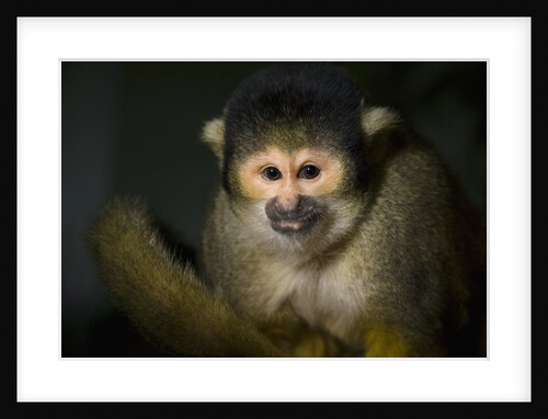 Black-handed spider monkey (Ateles geoffroyi) by Anonymous