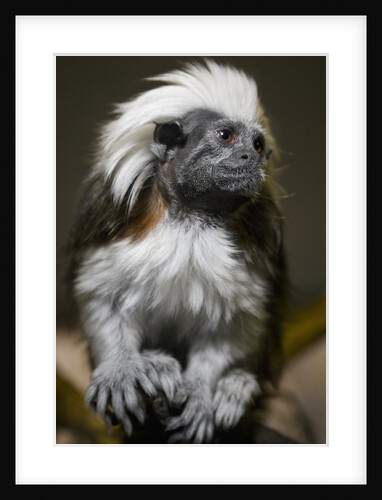 Cotton-top tamarin (Sanginus oedipus oedipus) by Anonymous
