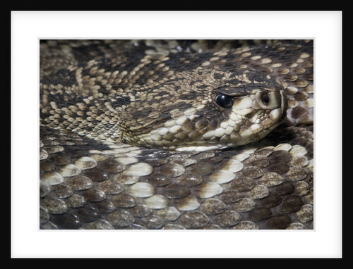 Eastern diamondback rattlesnake (Crotalus adamanteus) by Anonymous
