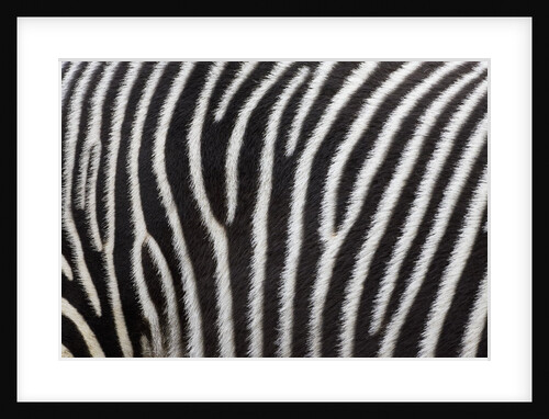 Pattern on side of Grevy's zebra (Equus grevyi) by Anonymous