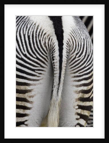 Tail & hindquarters of of Grevy's zebra (Equus grevyi) by Anonymous
