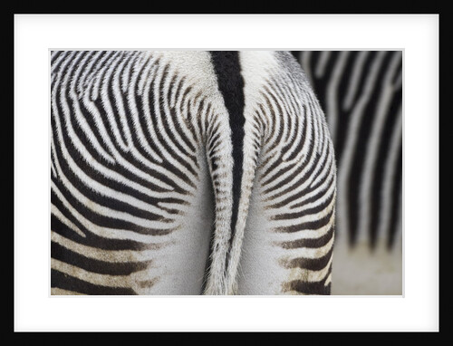 Tail & hindquarters of of Grevy's zebra (Equus grevyi) by Anonymous