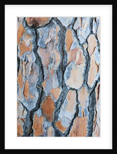 Pine tree bark by Anonymous