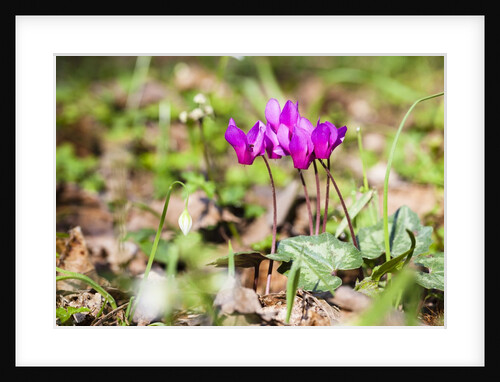 Wild botanical Cyclamen flowers by Anonymous
