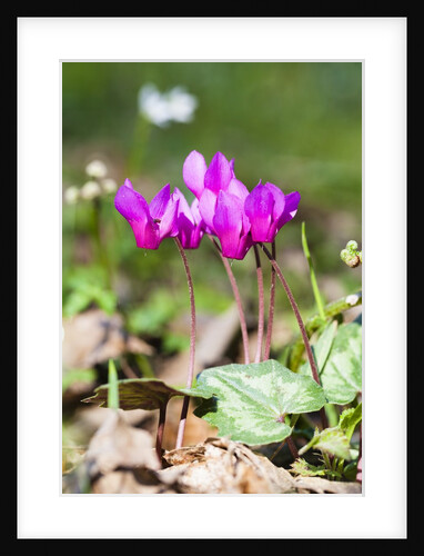 Wild botanical Cyclamen flowers by Anonymous