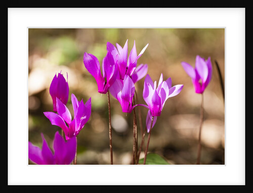 Wild botanical Cyclamen flowers by Anonymous