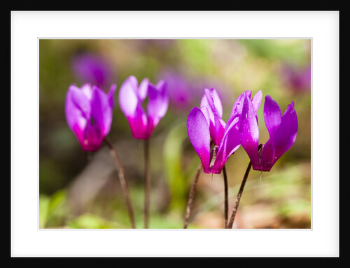 Wild botanical Cyclamen flowers by Anonymous