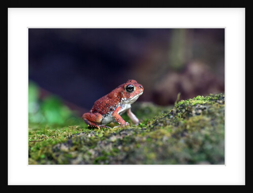 Fowler's toad by Anonymous