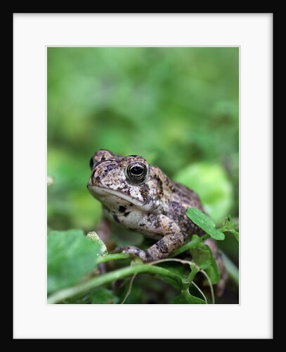 Fowler's toad by Anonymous