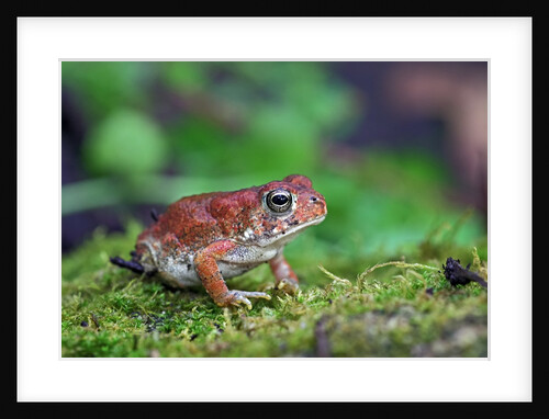 Fowler's toad by Anonymous
