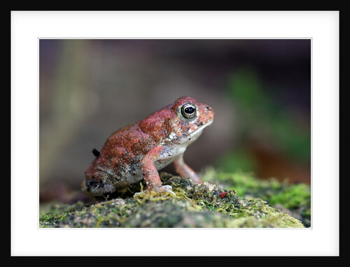 Fowler's toad by Anonymous