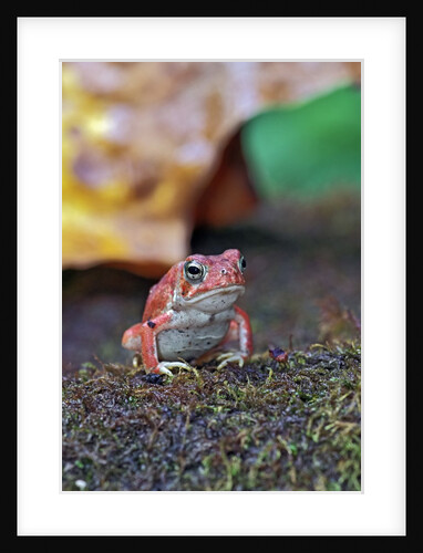 Fowler's toad by Anonymous