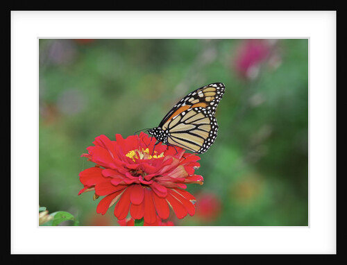 Monarch butterfly on flower by Anonymous
